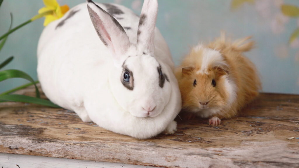 Lapins, cochons d’Inde